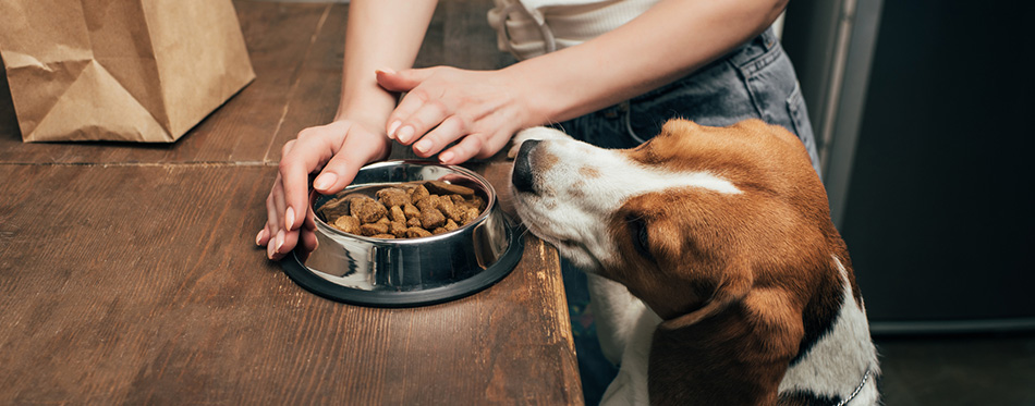 woman giving pet food