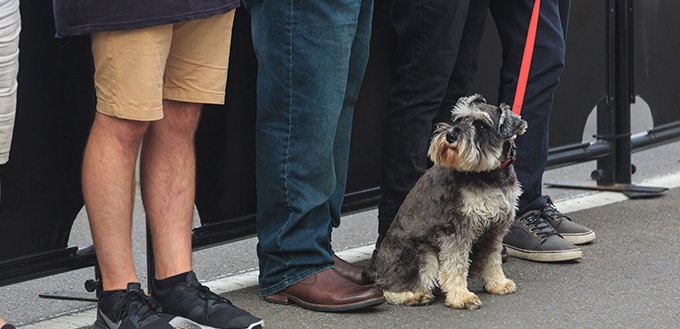 A small terrier dog sits on a leash