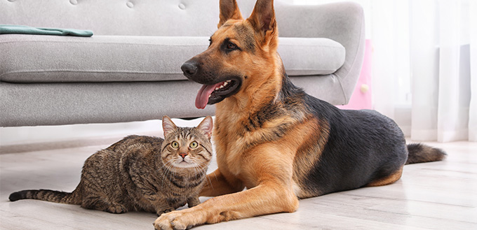 Adorable cat and dog resting together near sofa