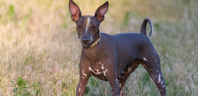 African Hairless Dog 