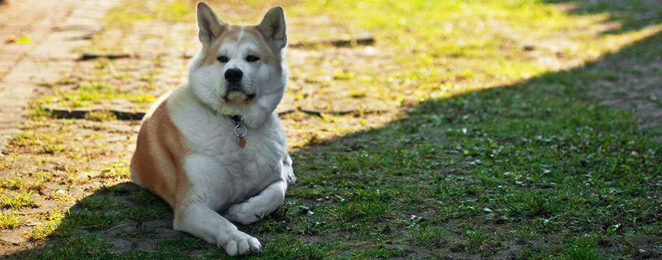 Akita Inu dog lying on the grass