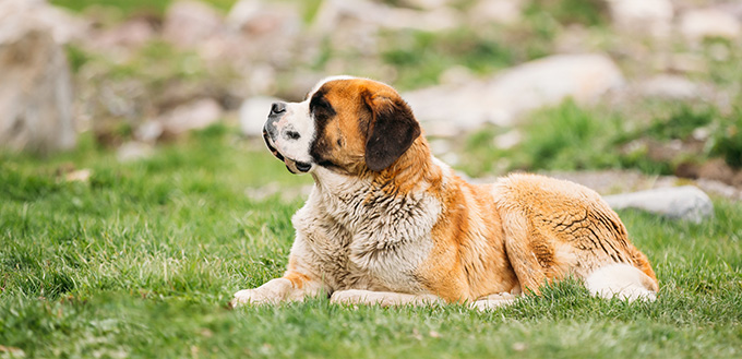 Alpine Mastiff 