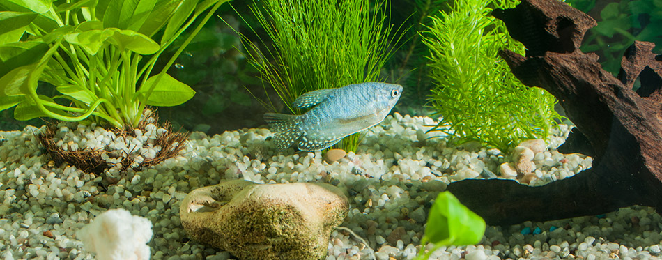 Aquarium with fish plants and rocks