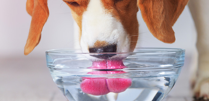 Beagle dog drinking