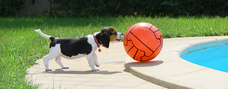 Beagle puppy with ball