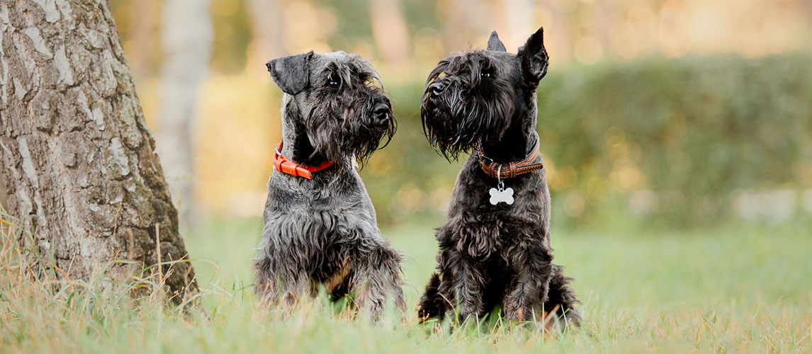 best dog food for miniature schnauzer puppy