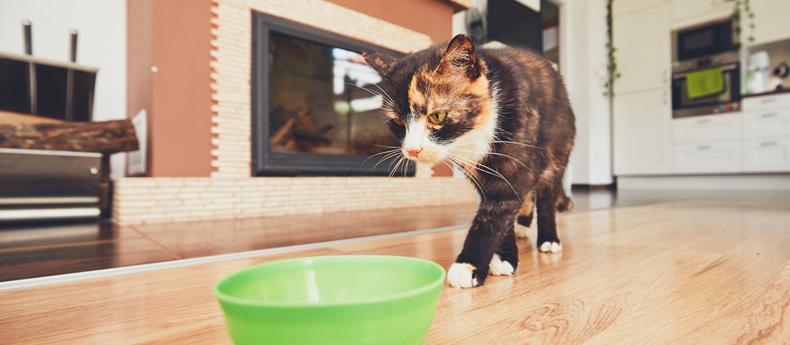 best dry cat food 2019