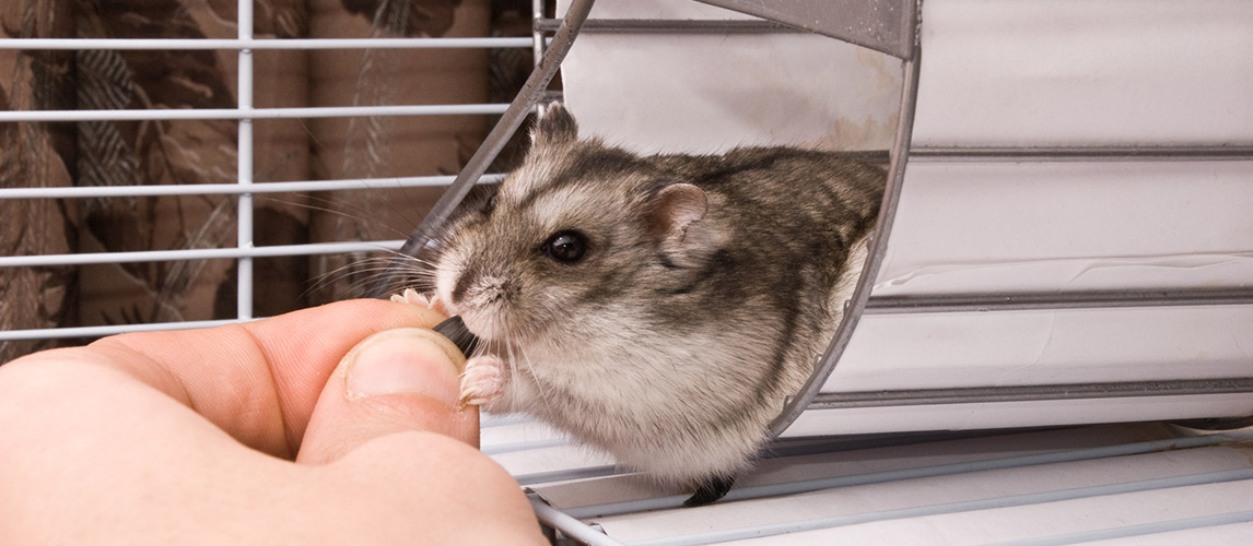 Best-Hamster-Treats