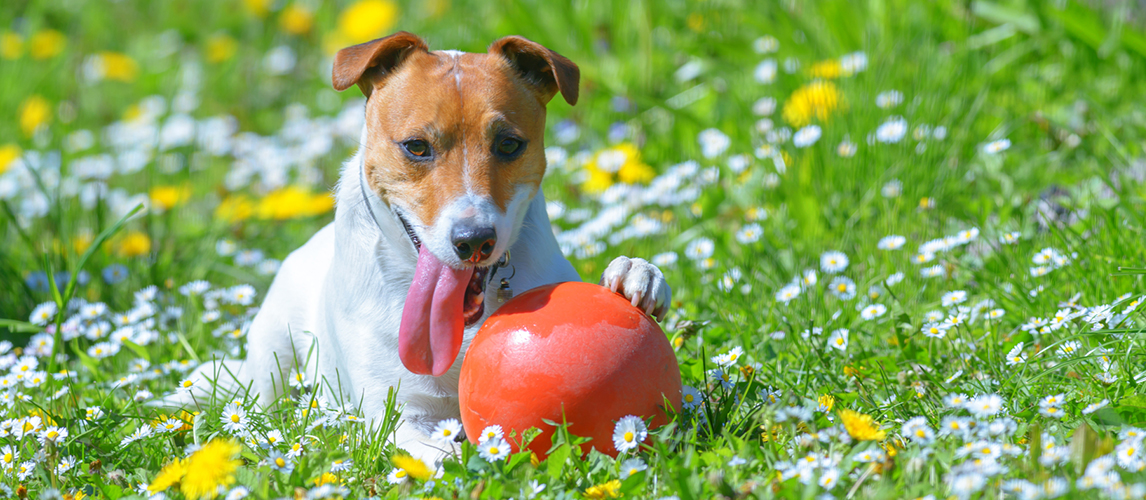 Best-Herding-Ball-for-Dogs