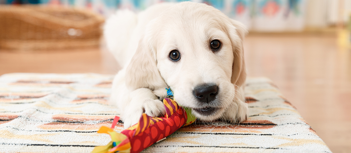 interactive dog toys for puppies