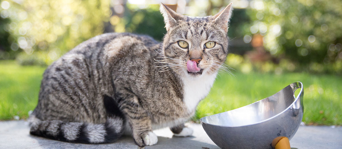 Best-Water-Bowl-for-Cats