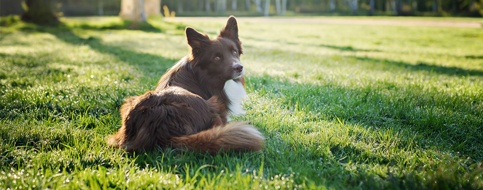 Border collie lying on the grass