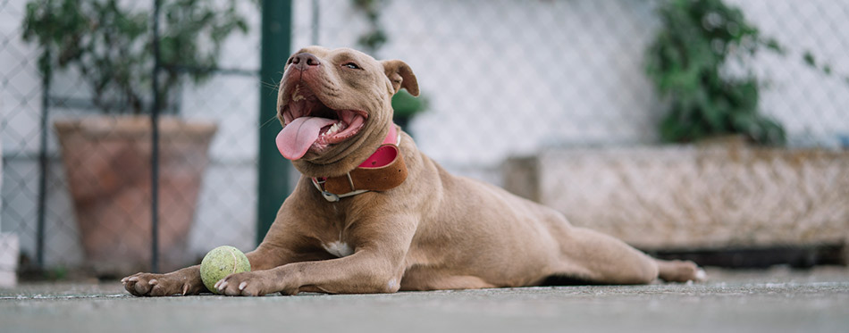 Brown Pitbull dog playing with the ball