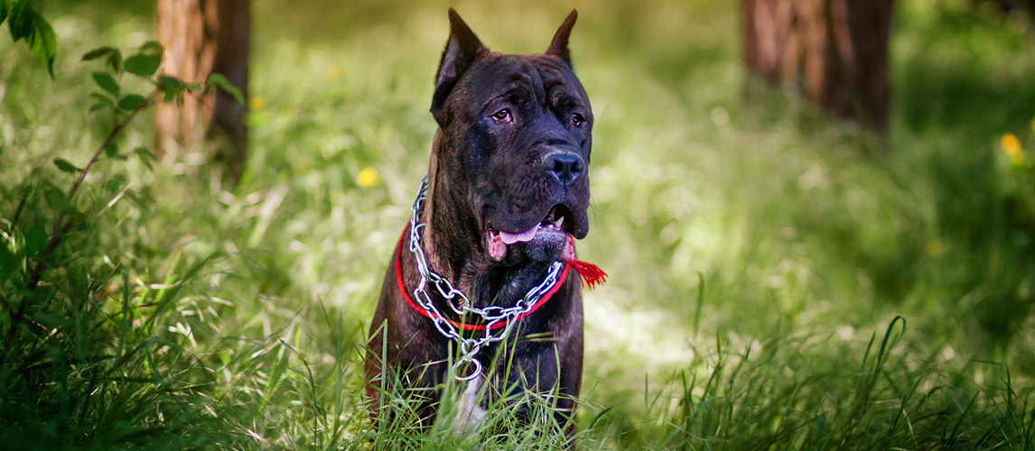 Best Dog Food For Cane Corso Review Buying Guide In 2020