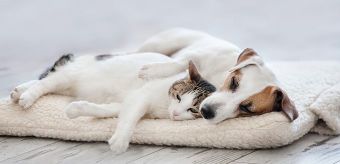 Cat and dog sleeping