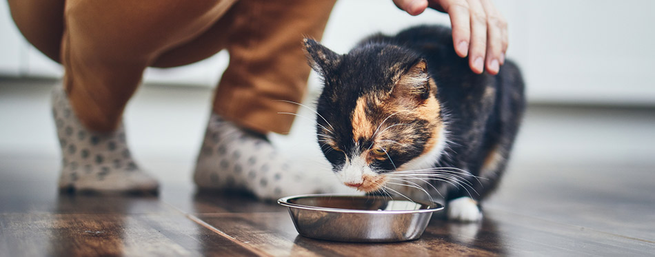 Cat drinking water from the bowl