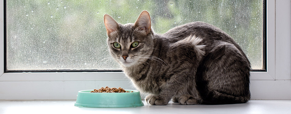 Cat sitting near the food bowl