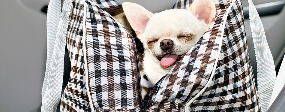 Chihuahua in bag in the car