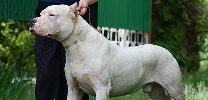 Cordoba Fighting Dog 