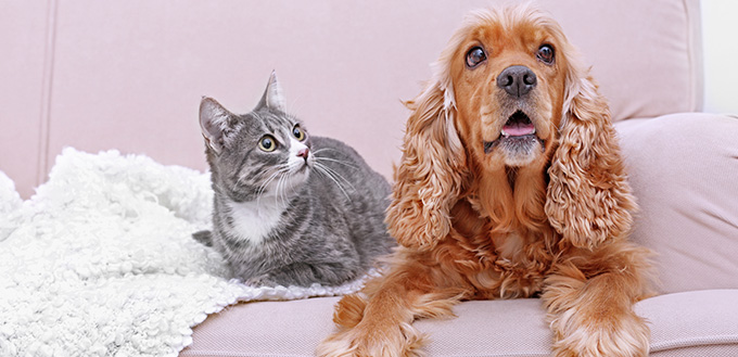 Cute dog and cat together