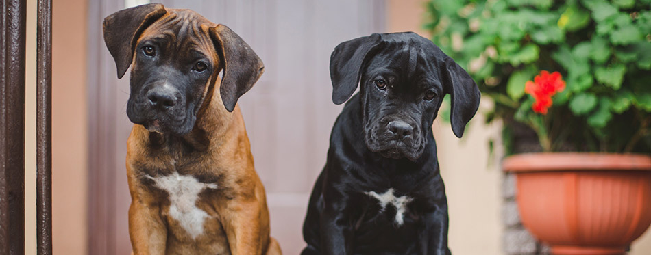 Best Dog Food For Cane Corso Review Buying Guide In 2020
