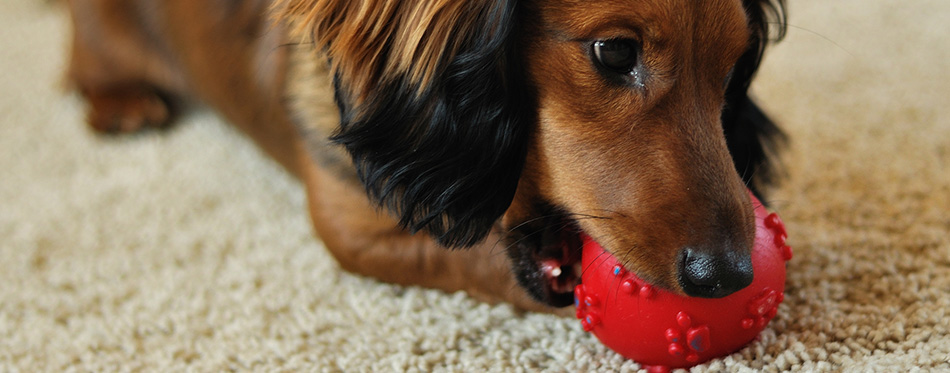 Dachshund playing with red ball