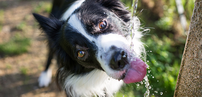 Dog drinking water