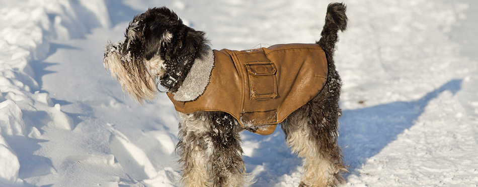 Dog in jacket on snow
