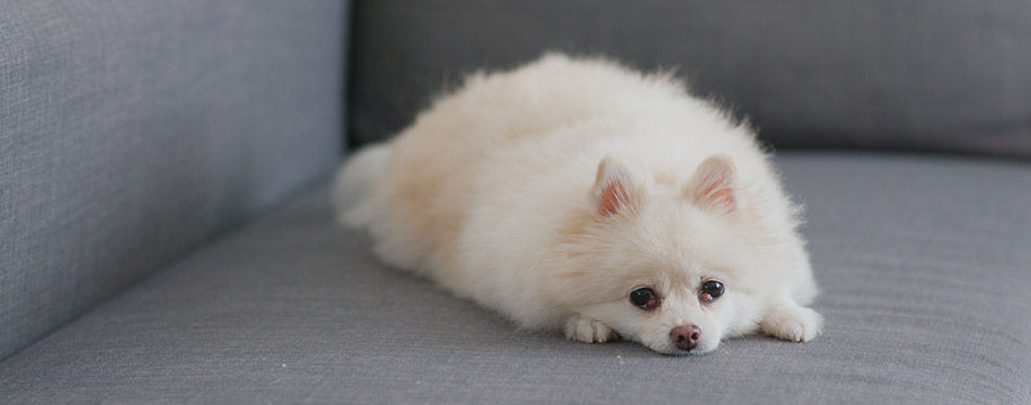 Dog lying on sofa at home