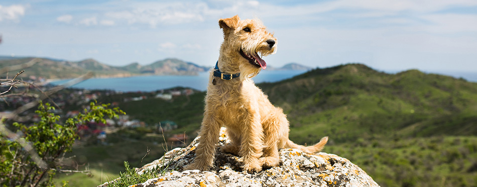 perfumes y colonias para perros