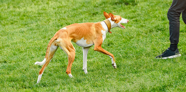 Dog walking on the grass