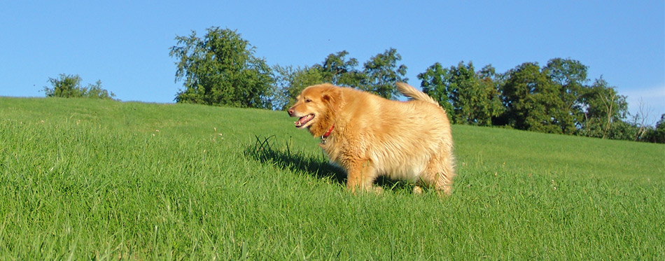 Dog walking on the grass