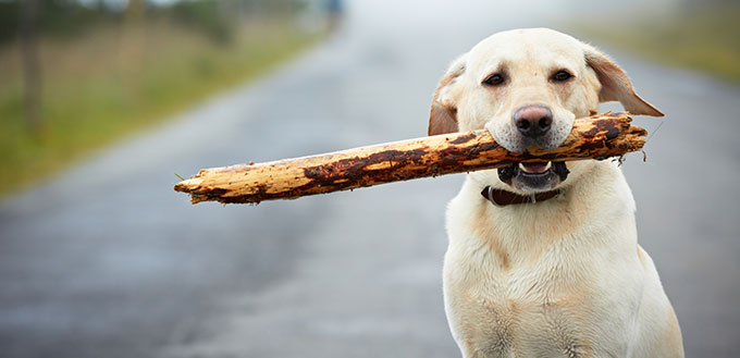 Dog with a wooden stick