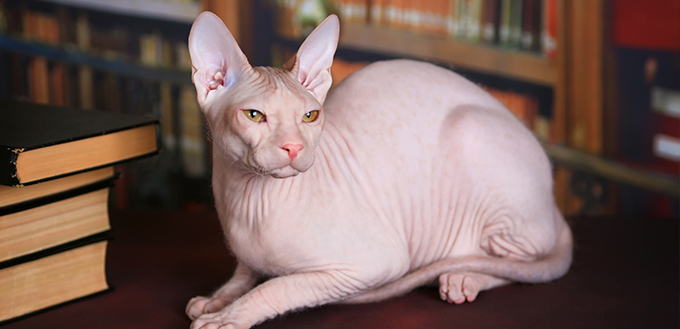 skinny cats with no hair