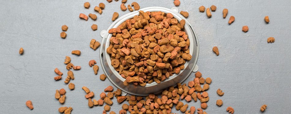The Best Cat Food for Older Cats in 2022 | My Pet Needs That