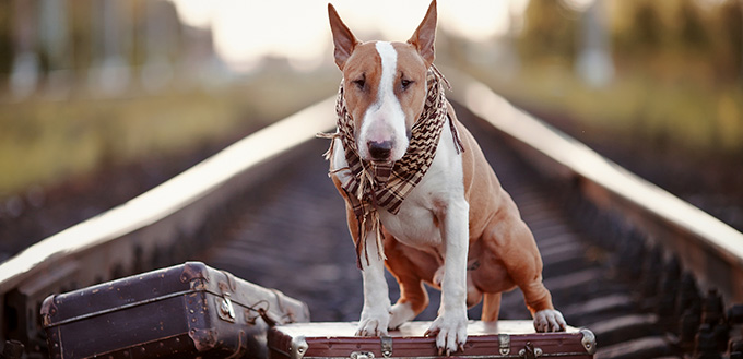 English Terrier 