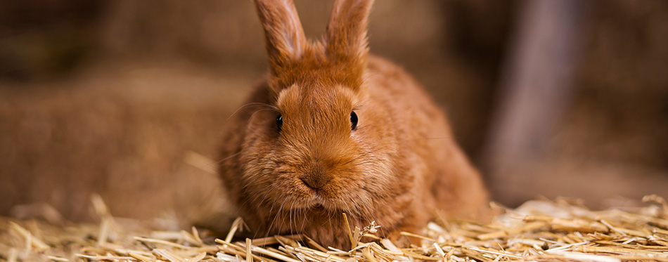 Funny little rabbit looking at camera