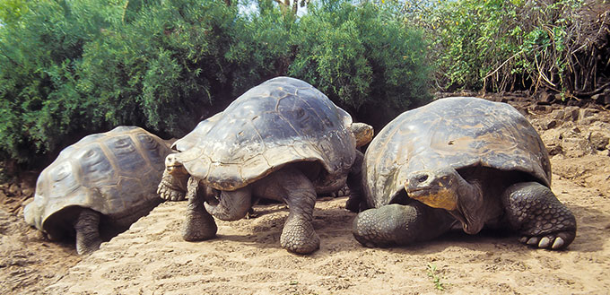 Giant Turtles