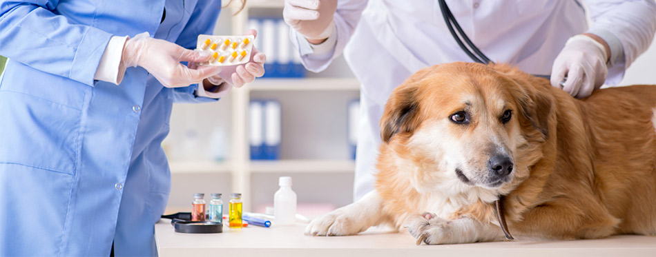 Giving pills to a dog