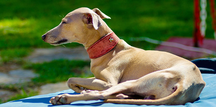 Italian Greyhound