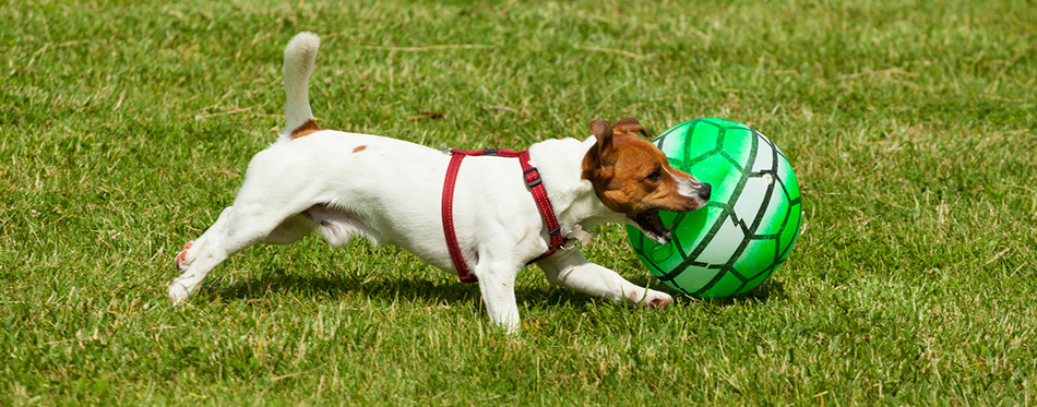 Jack Russell Terrier dog playing with herding ball