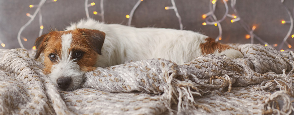 Jack russell dog lying on the rug