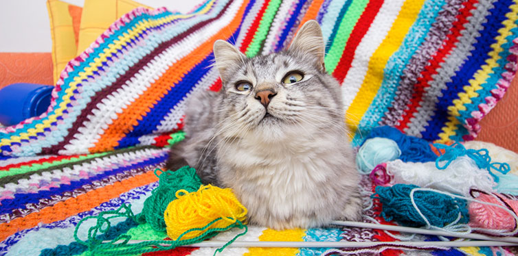 Kitten in colorful woolen blanket