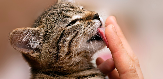 Kitten licking finger