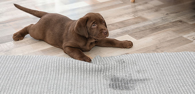 Labrador Retriever puppy and wet spot on carpet
