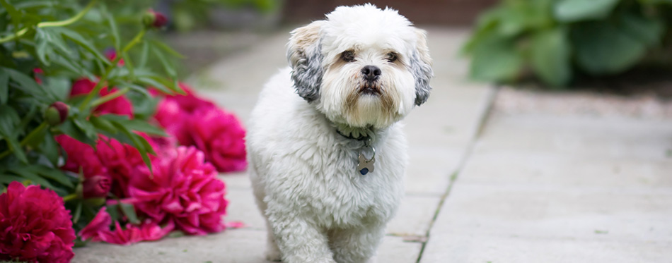 Lhasa apso puppy walking on the grass