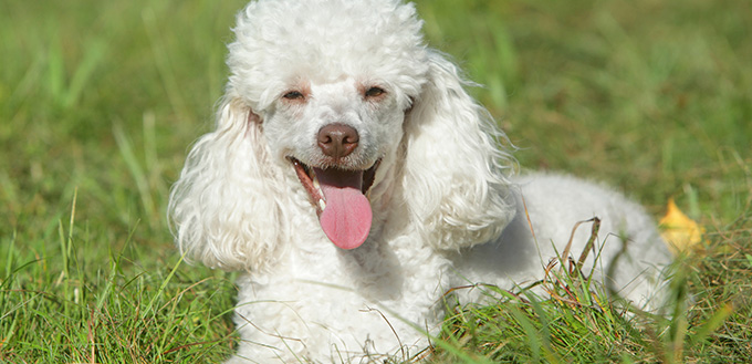 Miniature Poodle