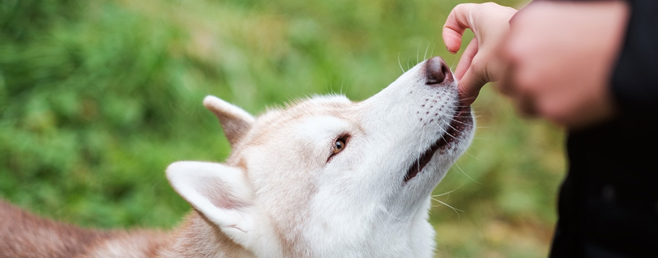 Owner giving food to his dog