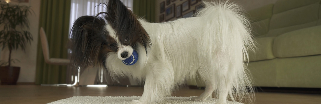 Papillon Dog: Breed Facts and Personality Traits