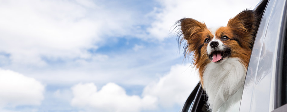 Papillon dog traveling in car